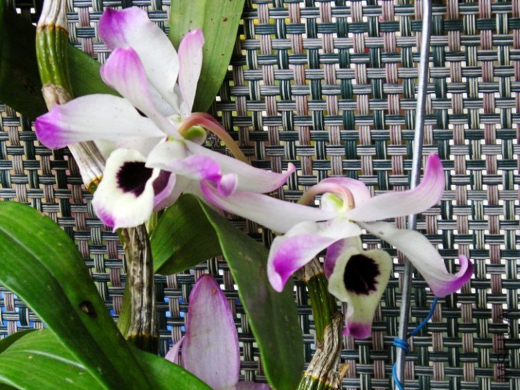 �� 1226_conew1.jpg