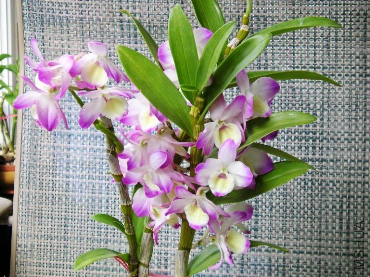 �� 1227_conew1.jpg