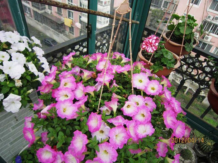 IMG_3060.jpg