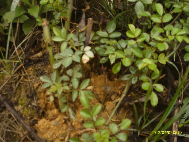 IMAG0087.JPG