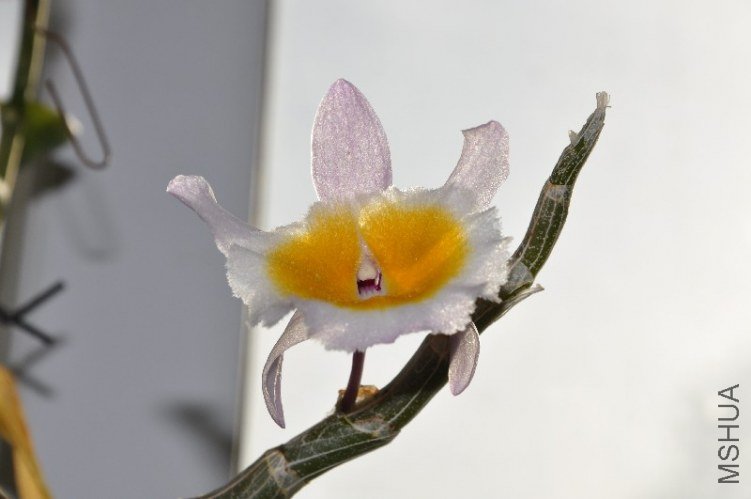 DSC_0663.JPG