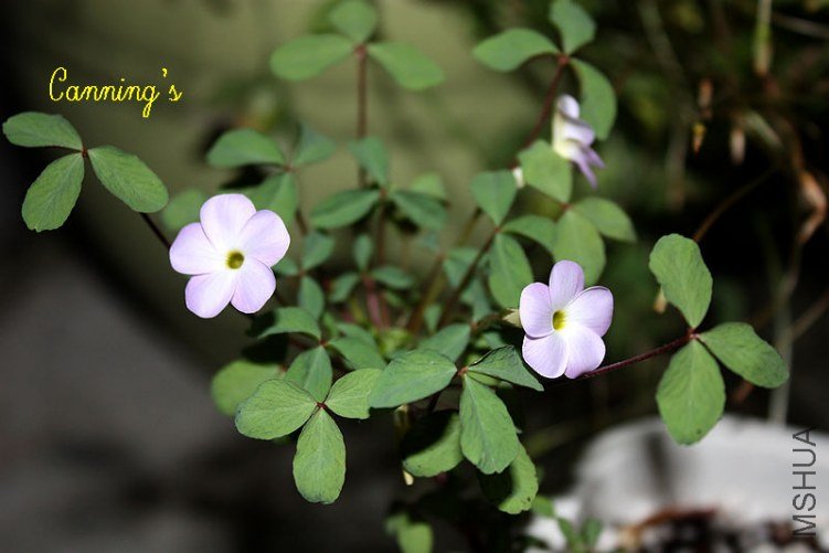 fragrans.jpg