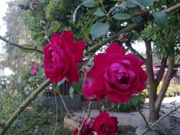 20120110 257.jpg