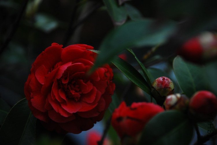 DSC_0525.JPG