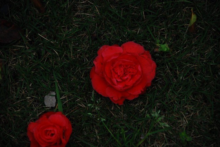 DSC_0526.JPG
