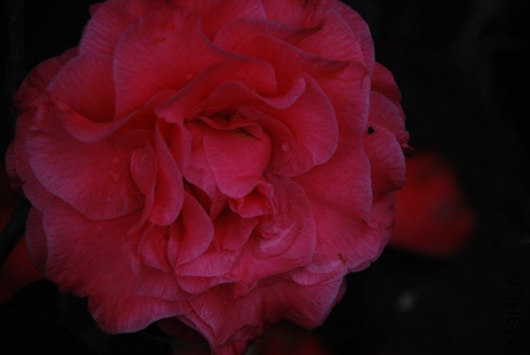 DSC_0527.JPG