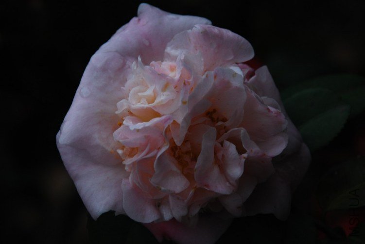 DSC_0528.JPG