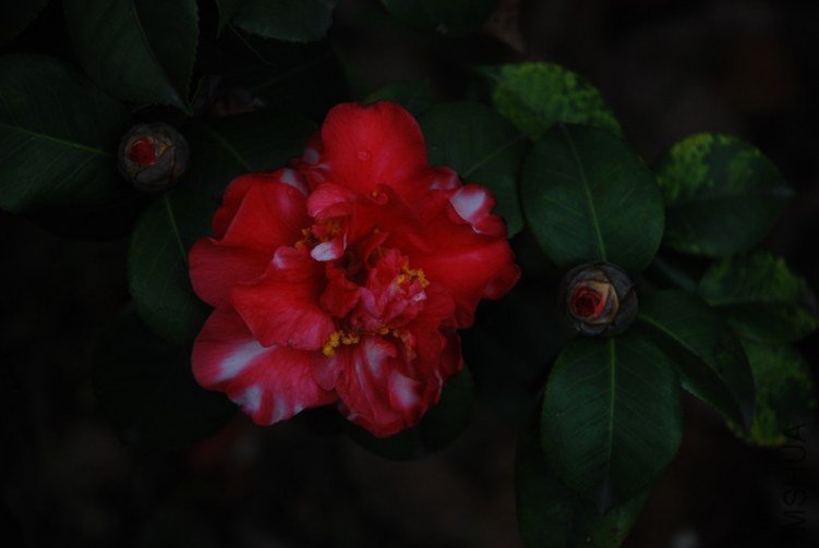 DSC_0529.JPG