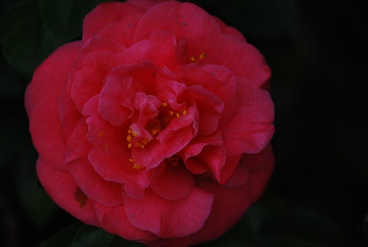 DSC_0531.JPG