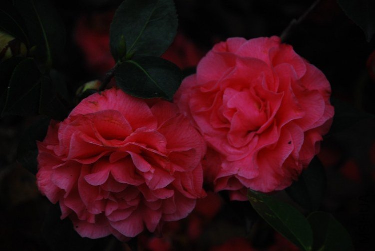 DSC_0532.JPG