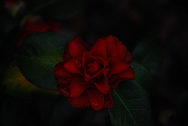 DSC_0533.JPG