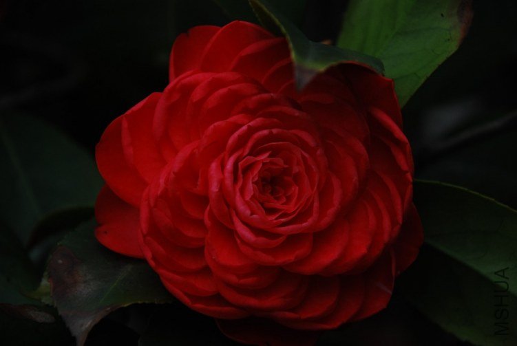 DSC_0534.JPG
