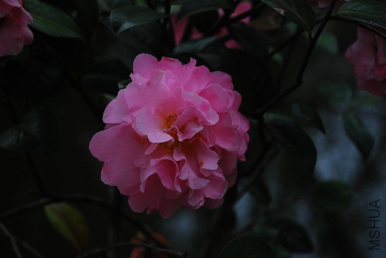 DSC_0537.JPG