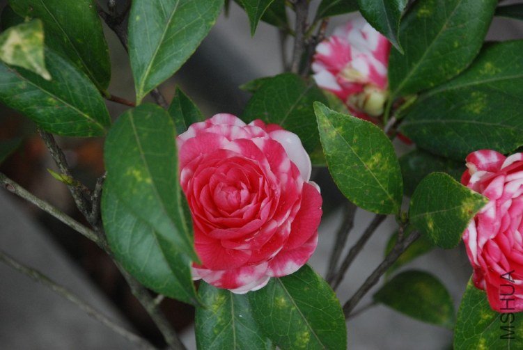 DSC_0539.JPG
