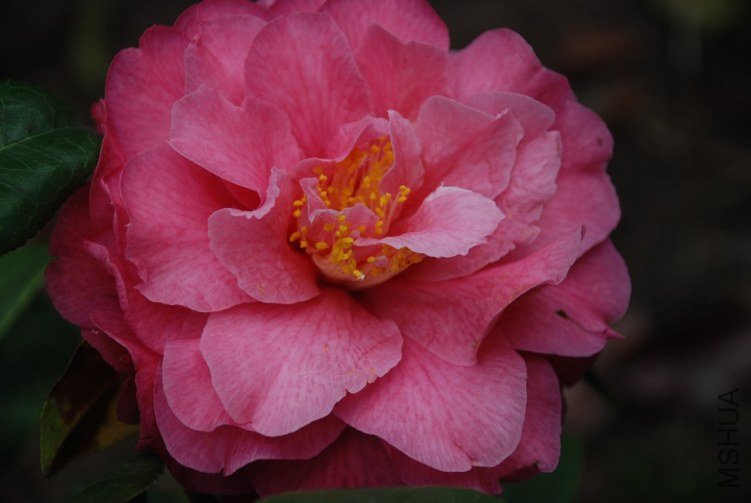 DSC_0541.JPG