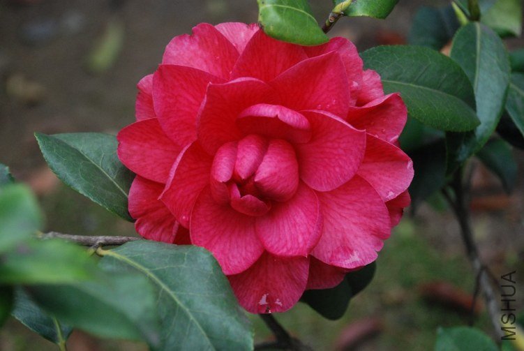 DSC_0542.JPG