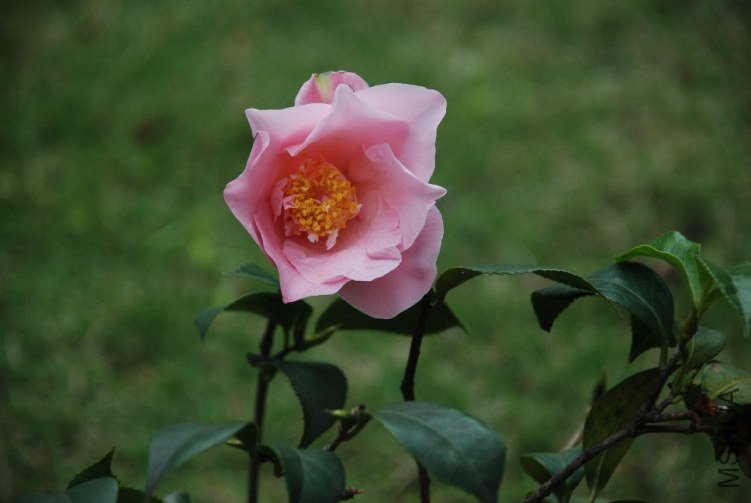 DSC_0544.JPG