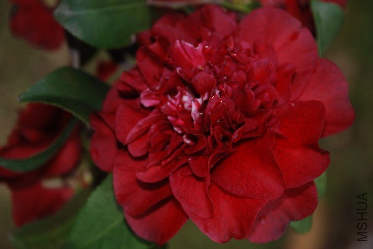 DSC_0545.JPG