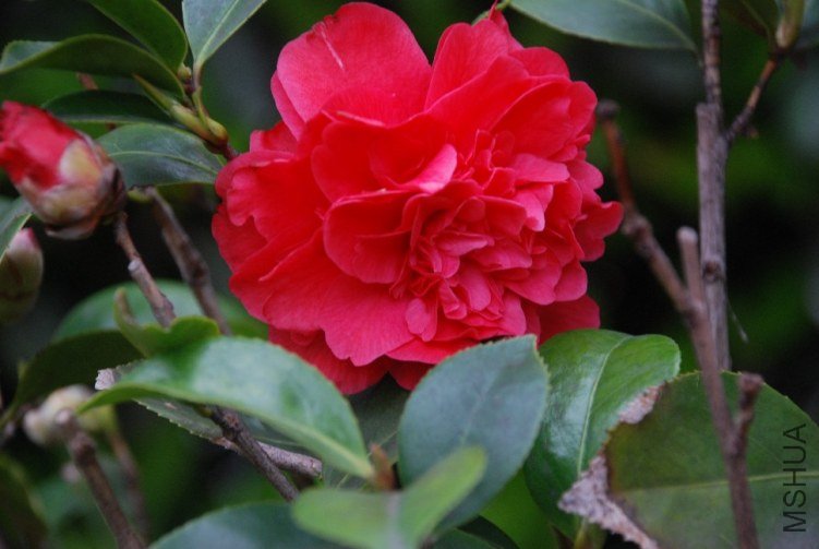 DSC_0546.JPG
