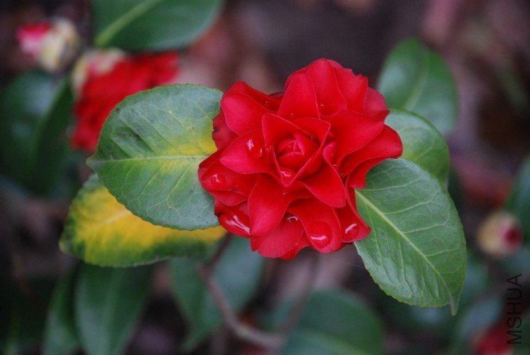 DSC_0547.JPG