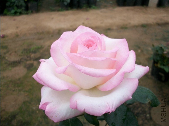 95.jpg