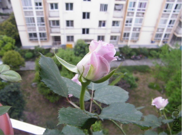 g.jpg