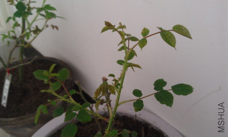 IMAG0044.jpg