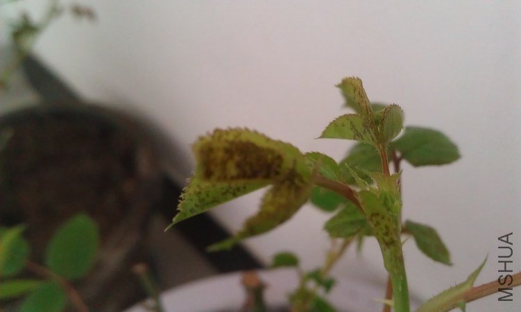 IMAG0043.jpg