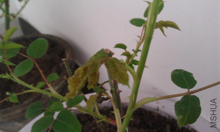 IMAG0042.jpg