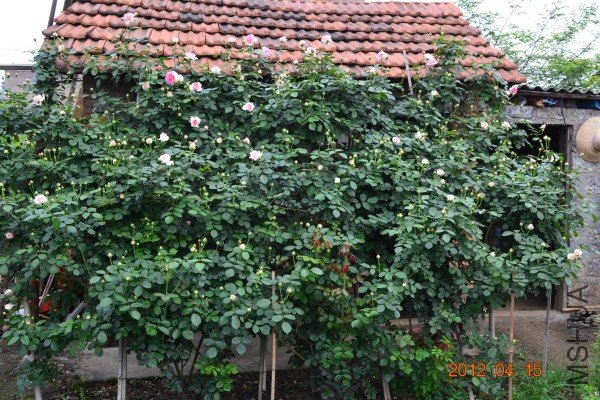 conew_4��15�� 020[1].jpg