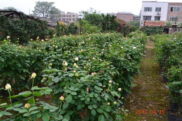 conew_4��15�� 047[1].jpg