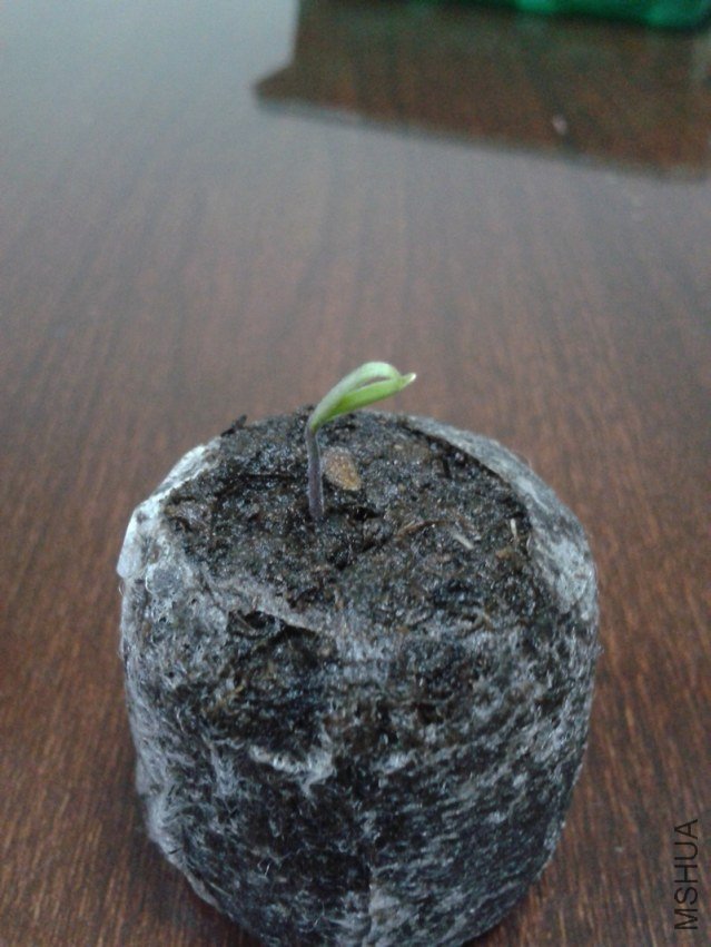 2012-03-19 22.55.47.jpg