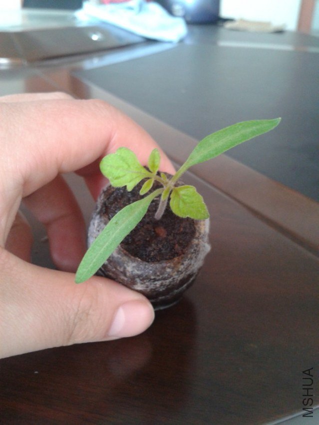 2012-04-03 07.41.48.jpg