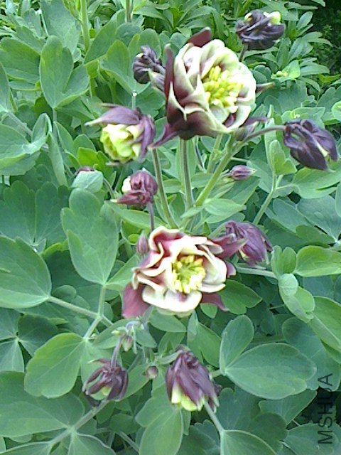 IMG0412064901.jpg
