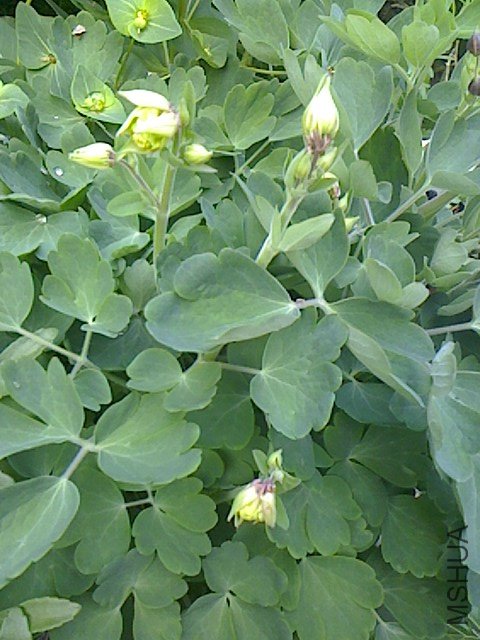 IMG0412065000.jpg