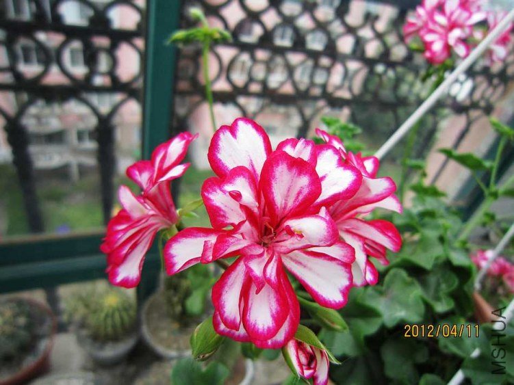 IMG_2850.jpg