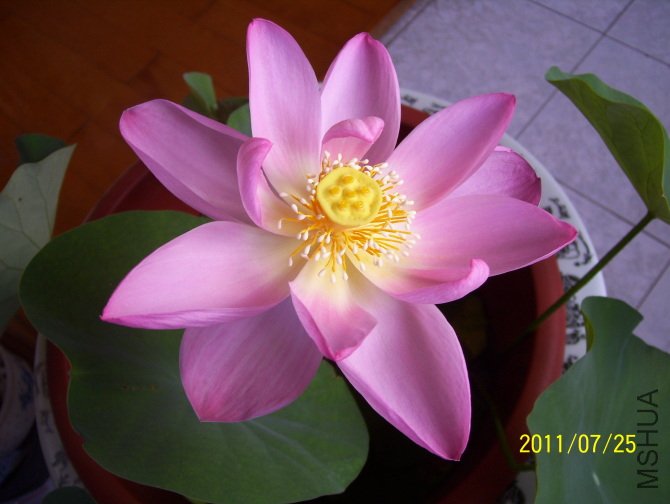 20110725.jpg