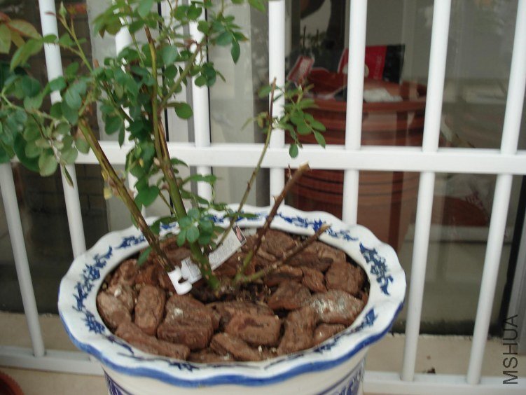 DSC00316.JPG