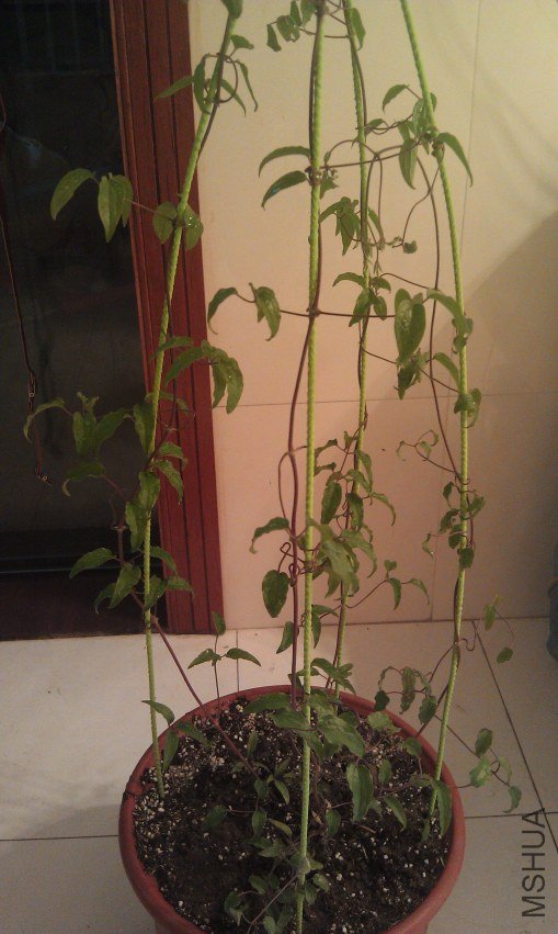 IMAG0125.jpg