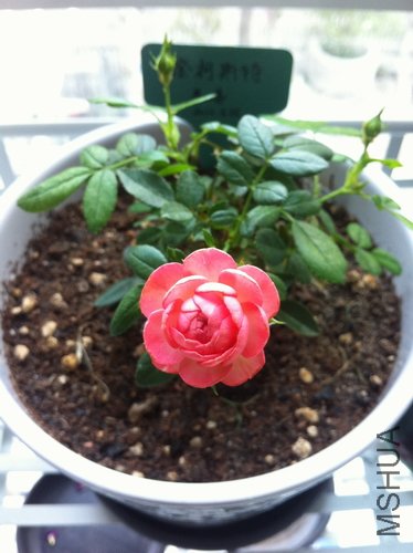 IMG_1000000557.JPG