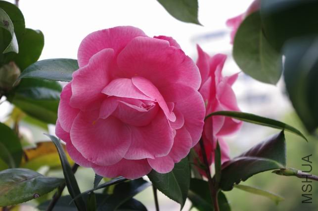 ������С IMGP0470.JPG