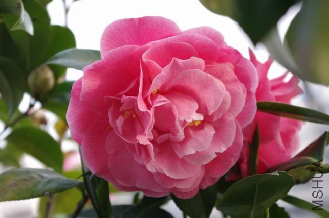 ������С IMGP0472.JPG