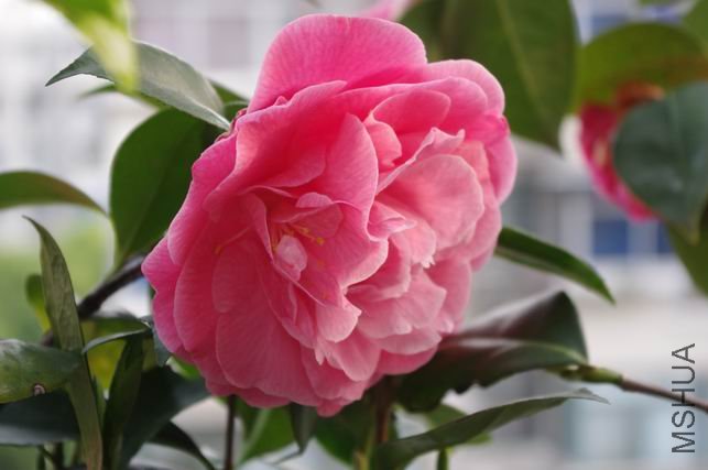 ������С IMGP0473.JPG