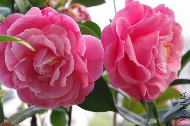 ������С IMGP0474.JPG