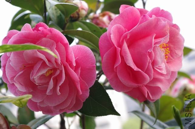 ������С IMGP0475.JPG