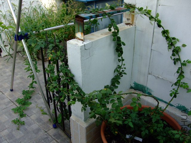 DSCF0086.JPG