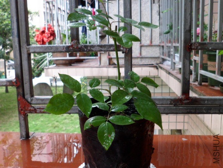 SAM_05811.jpg