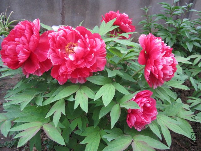 ��Ƭ 017.jpg