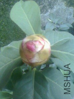 IMG0402181300.jpg