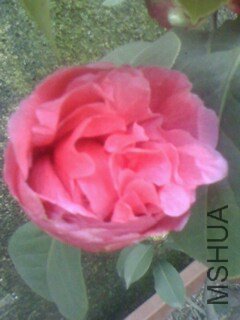 IMG0402181201.jpg
